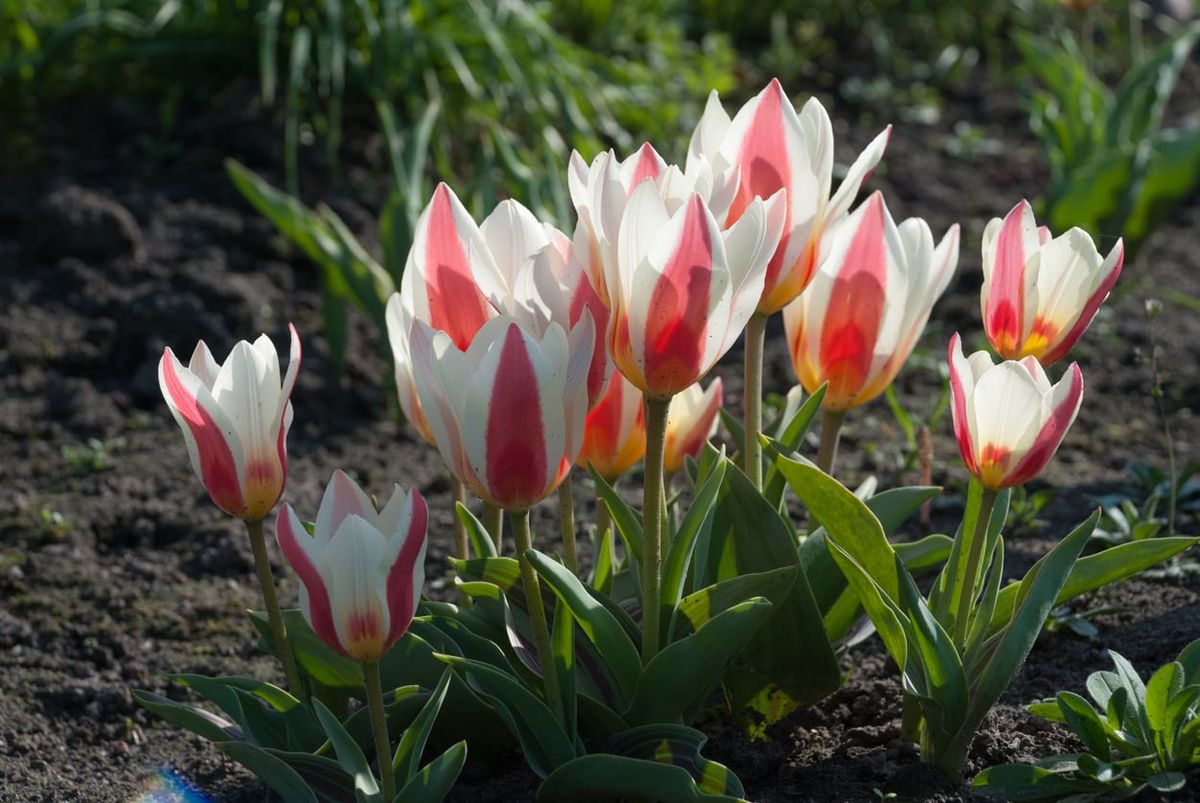 Greigii Tulip Bulbs Learn How To Care For Greigii Tulip Varieties