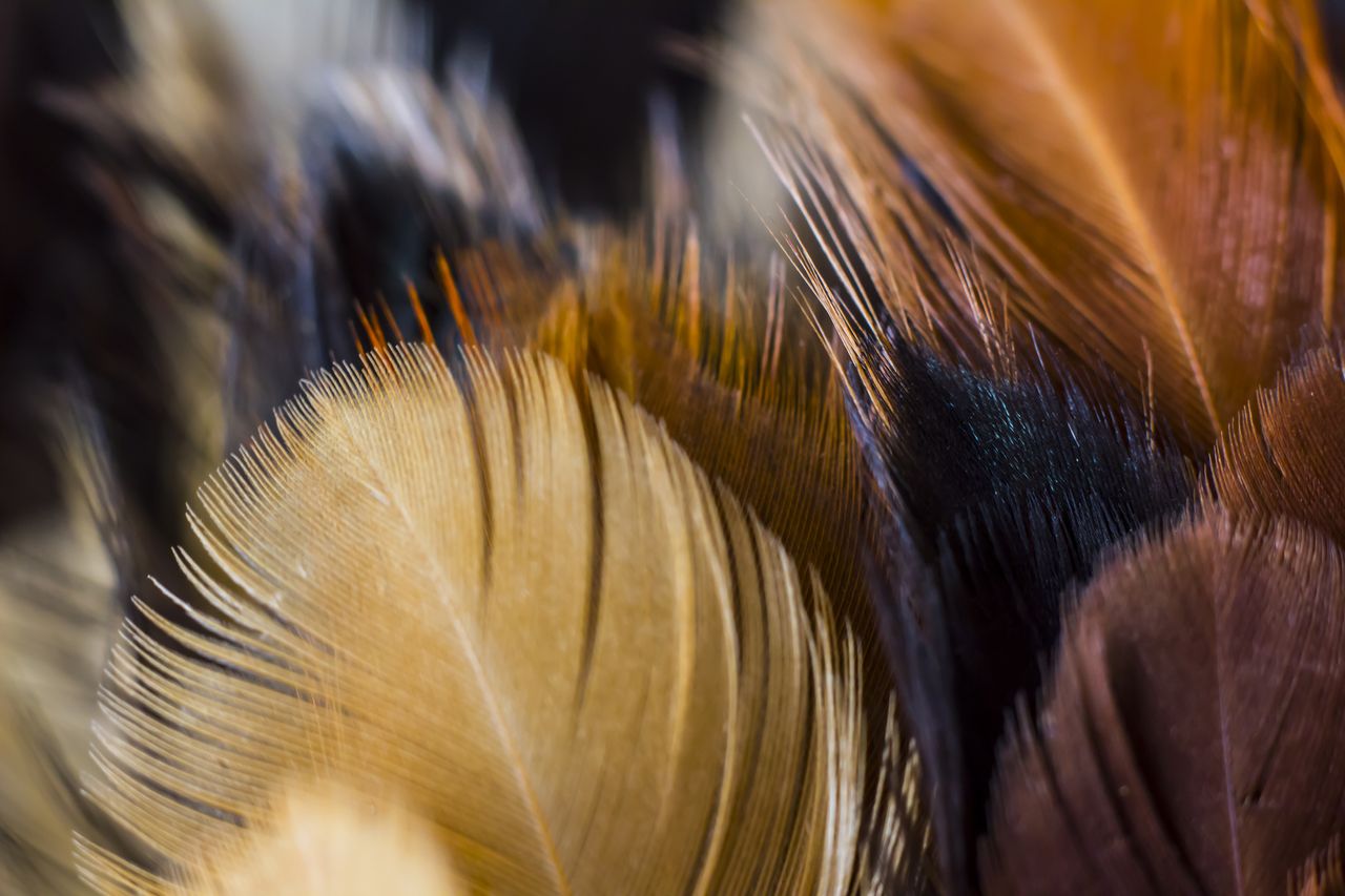 Feathers.