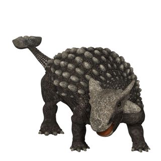 ankylosaurus club tail