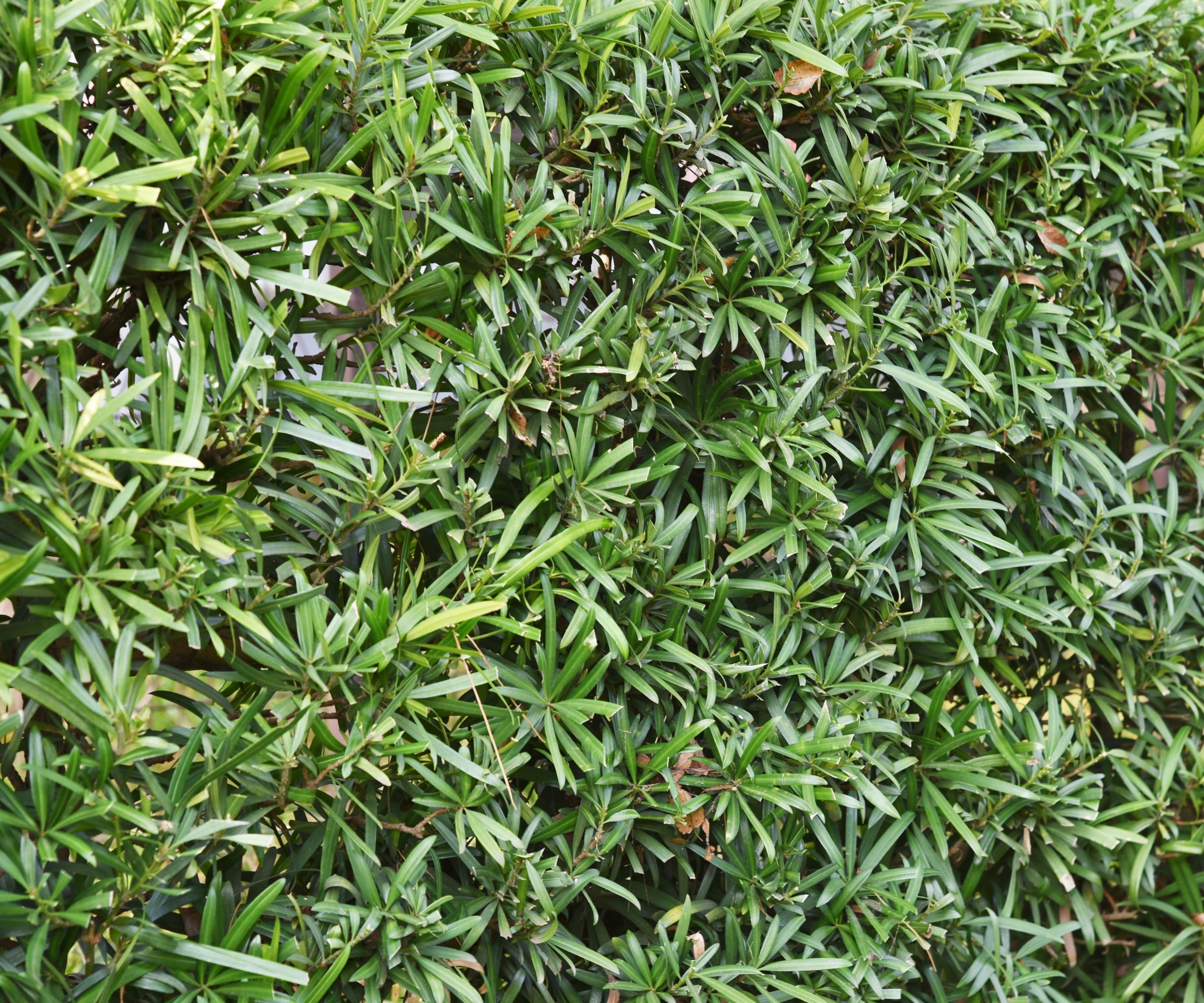 close up of Podocarpus hedge