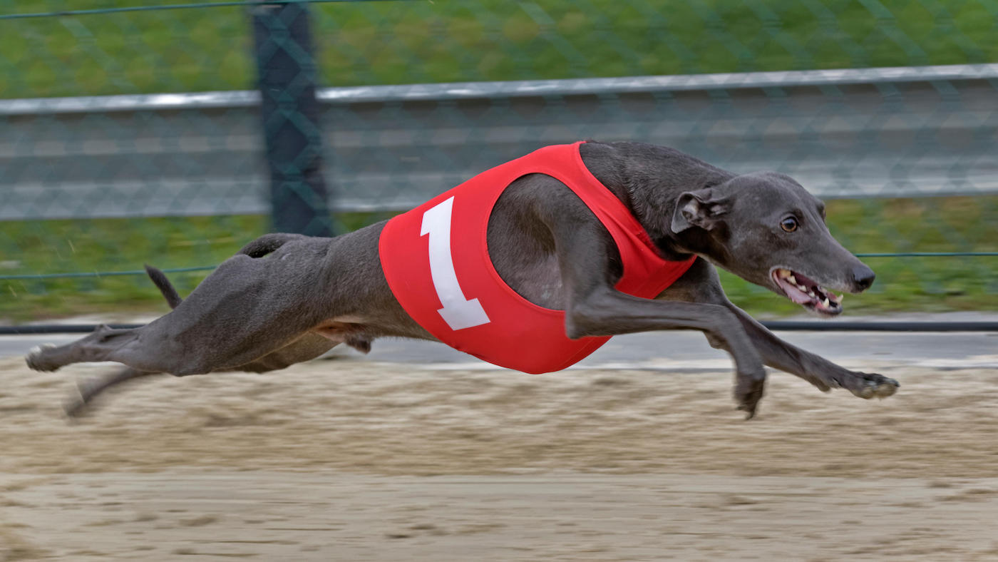 Greyhound racing