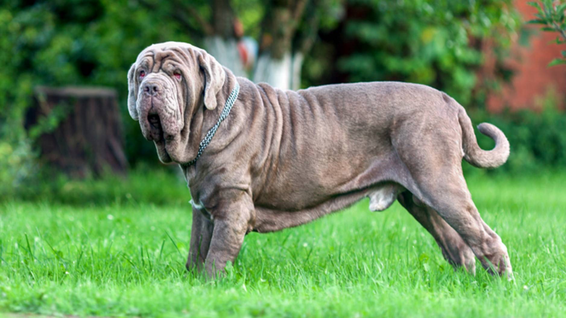 10 different types of Mastiff breeds to know | PetsRadar