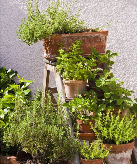 Herb garden