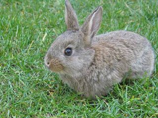 Can anyone identify this rabbit? My younger cousin lost it and we