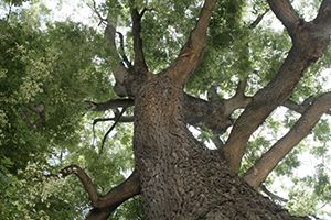 sophora japonica