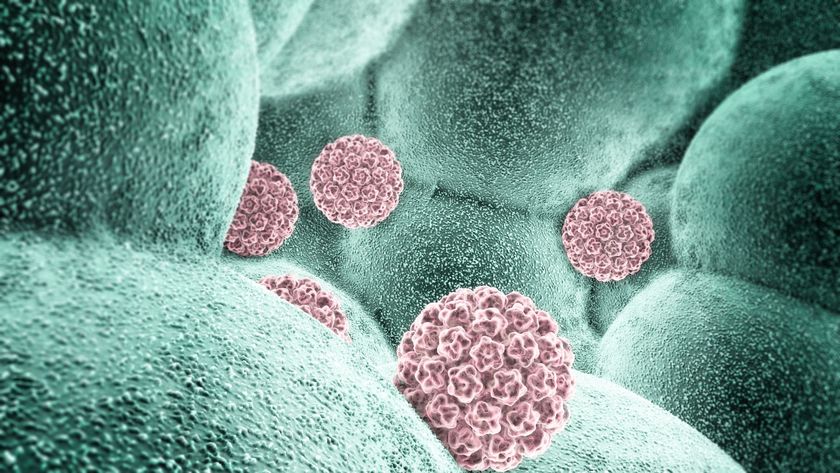 A stock illustration of particles of HPV (in pink) amongst cells (in green)