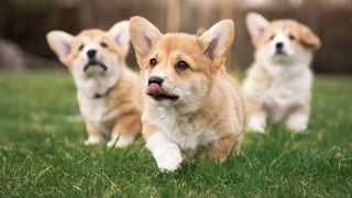 Pembroke Welsh Corgi