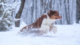 Australian shepherd dog charging through the snow