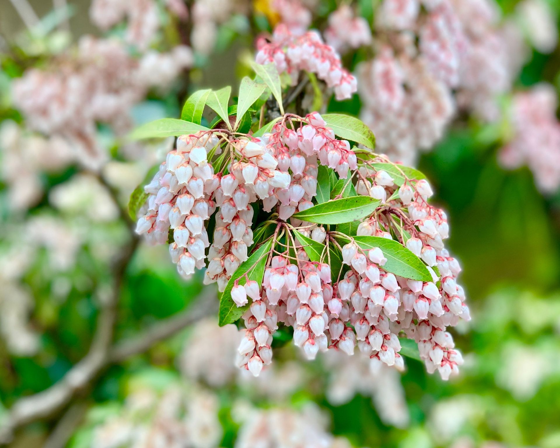A closeup shot of Japanese andromeda blossom (Pieris japonica) on the blurred background