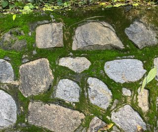 Moss growing in between small stones