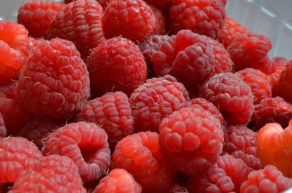 Monty Don tips on how to plant raspberries
