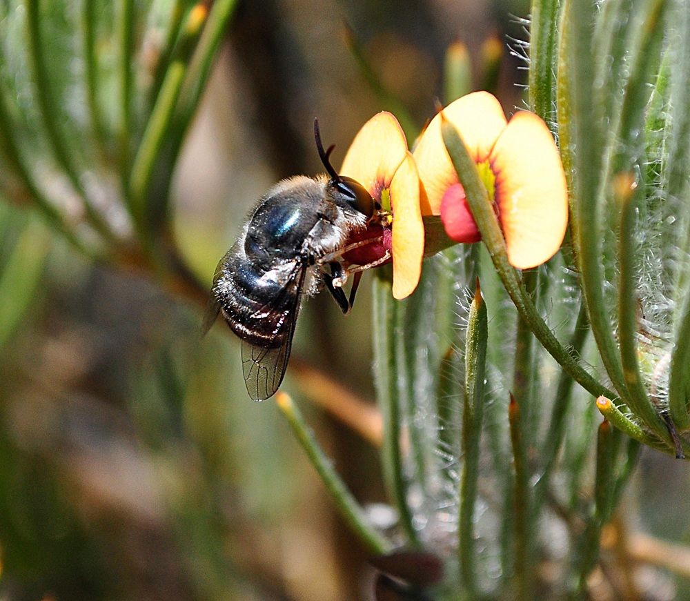 Fly anu. Acroceridae. Panop.