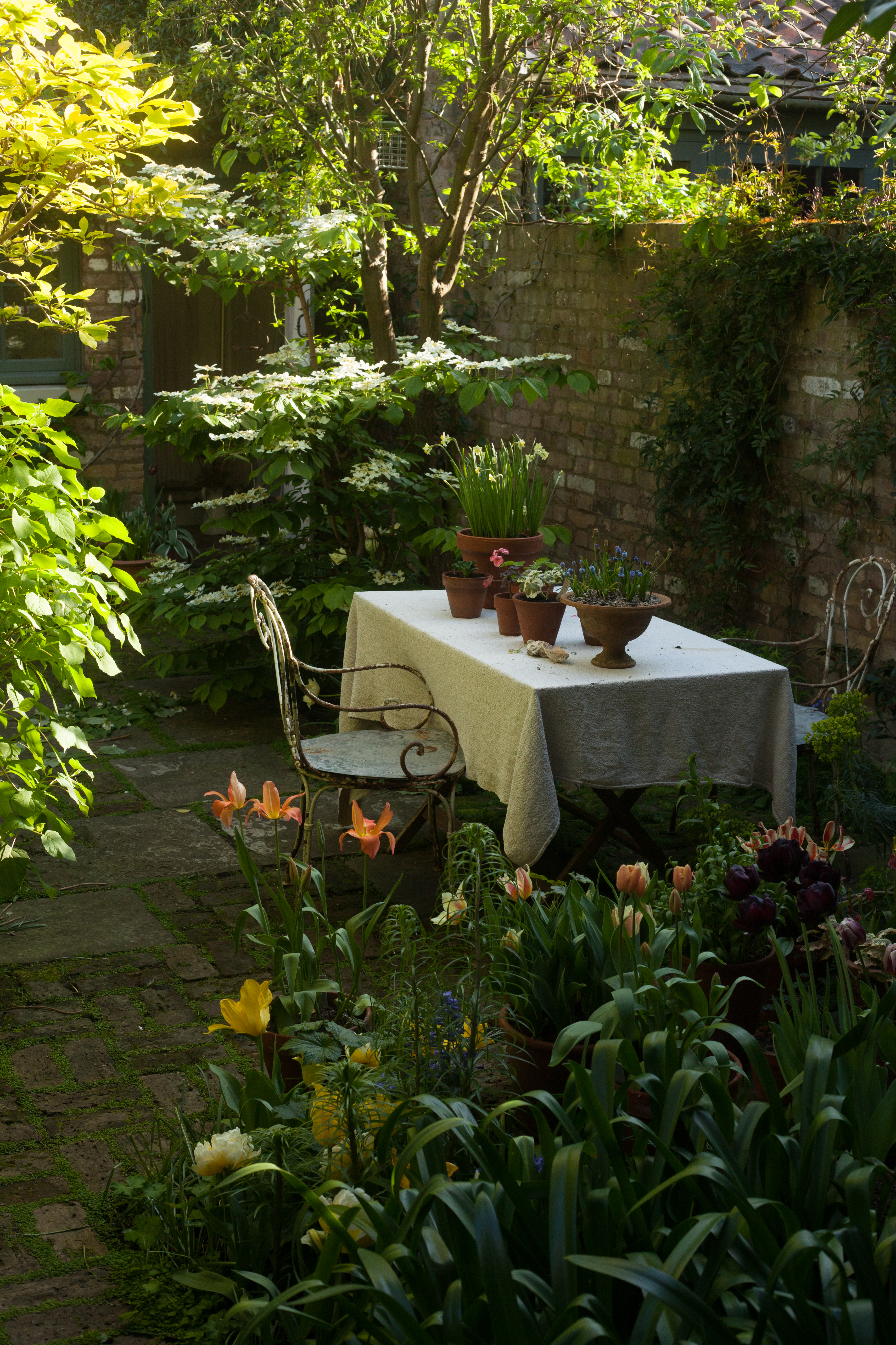 Amy Merrick's garden