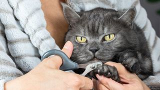 Trimming cat claws