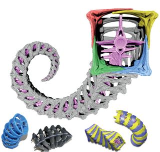 Models demonstrate that a seahorse's tail (with its flexible and square structure) can outperform some cylindrical types of tails.