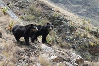 A year-long survey found Andean bears in more than 95 percent of the study area within the Historic Sanctuary of Machu Picchu, one of the most visited places in South America.