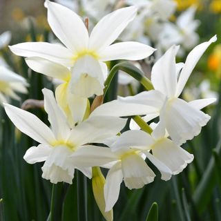 Silver white Mini Daffodils