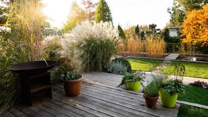A backyard with decked area and ornamental grasses
