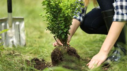 how to tell if a plant is healthy