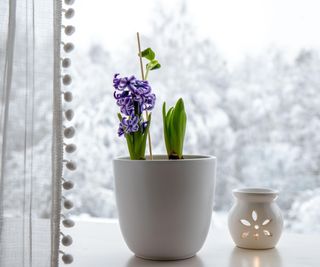 Plant on snowy windowsill