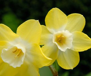 Narcissus 'Pipit' with yellow and white flowers