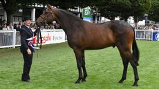 MHS Morning Master, Robert&rsquo;s current top lightweight ride, in Dublin as a three-year-old.