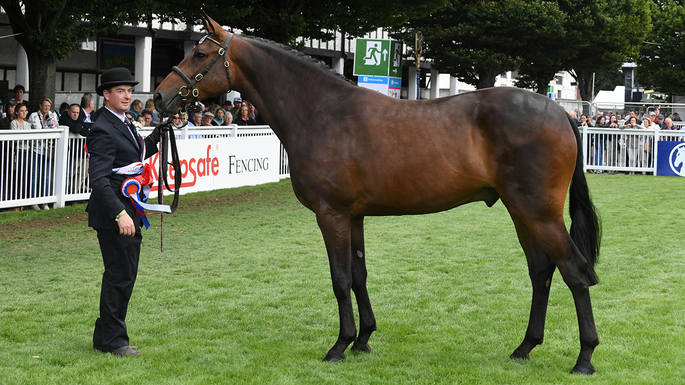 MHS Morning Master, Robert&rsquo;s current top lightweight ride, in Dublin as a three-year-old.