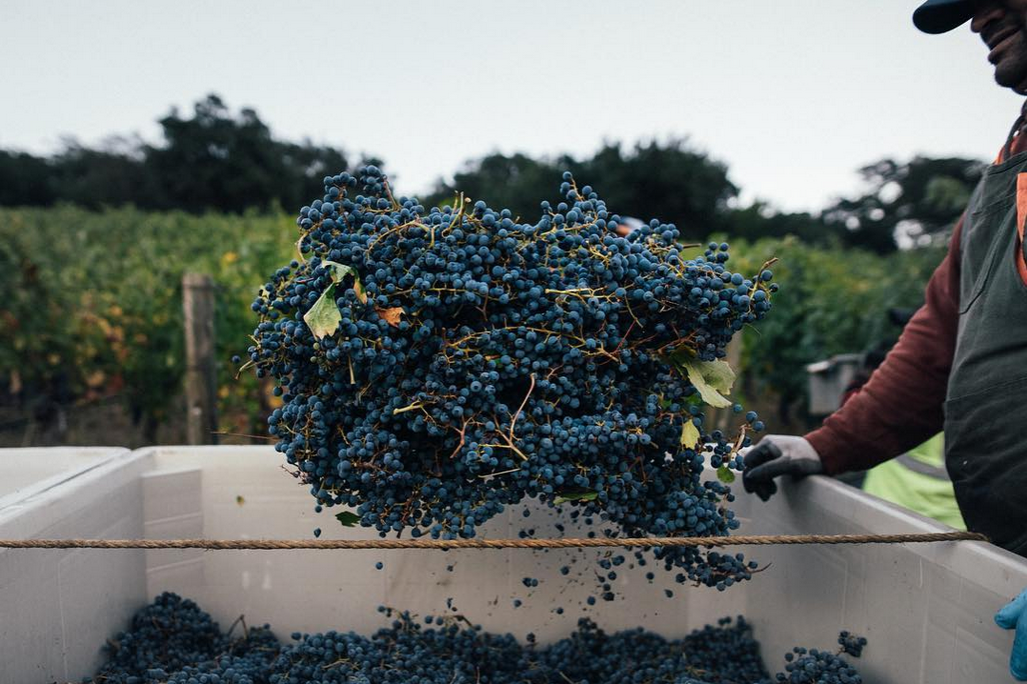 Cabernet Sauvignon harvest at Joseph Phelps&rsquo; Backus Vineyard, St Helena