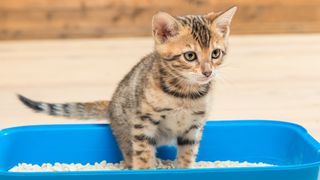 how to help a kitten with constipation