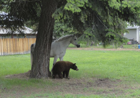 horse with bear