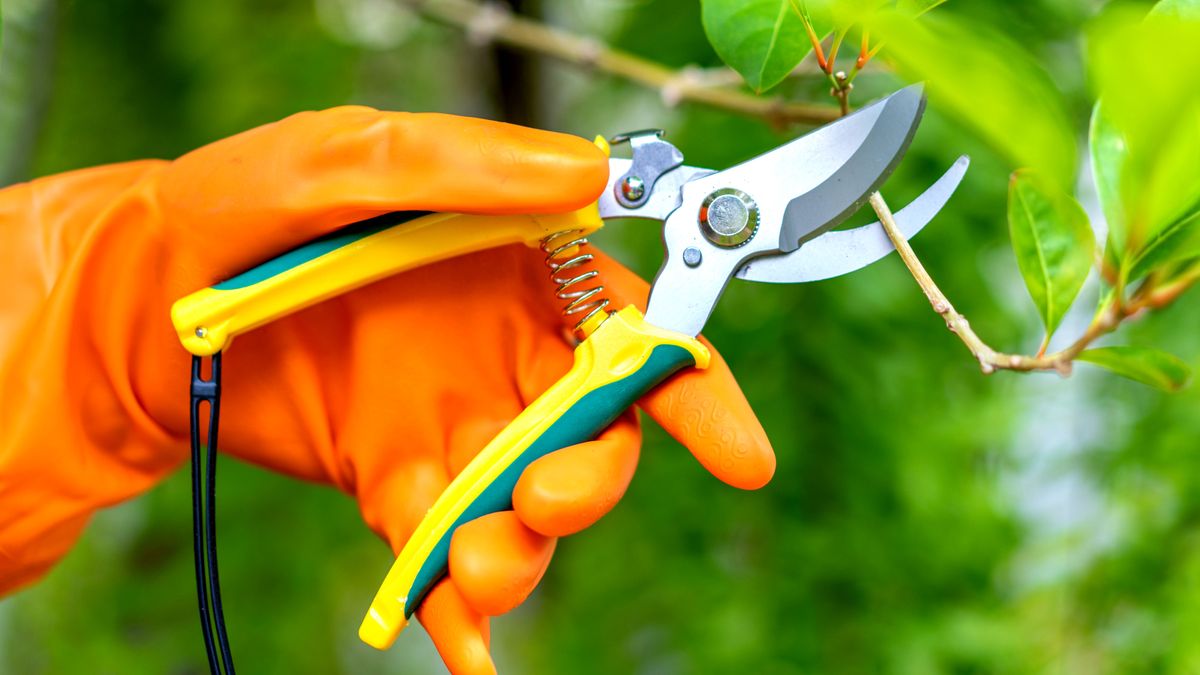 Orange gloved hand using secateurs 