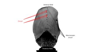 The difference between the macroscopic (larger) circuli and smaller circuli.