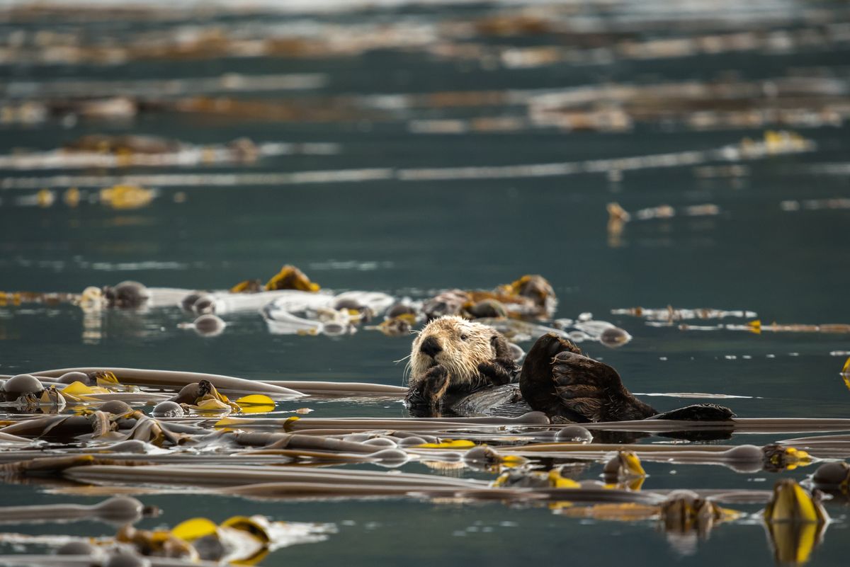 A sea otter floats at the ocean surface amid kelp.
