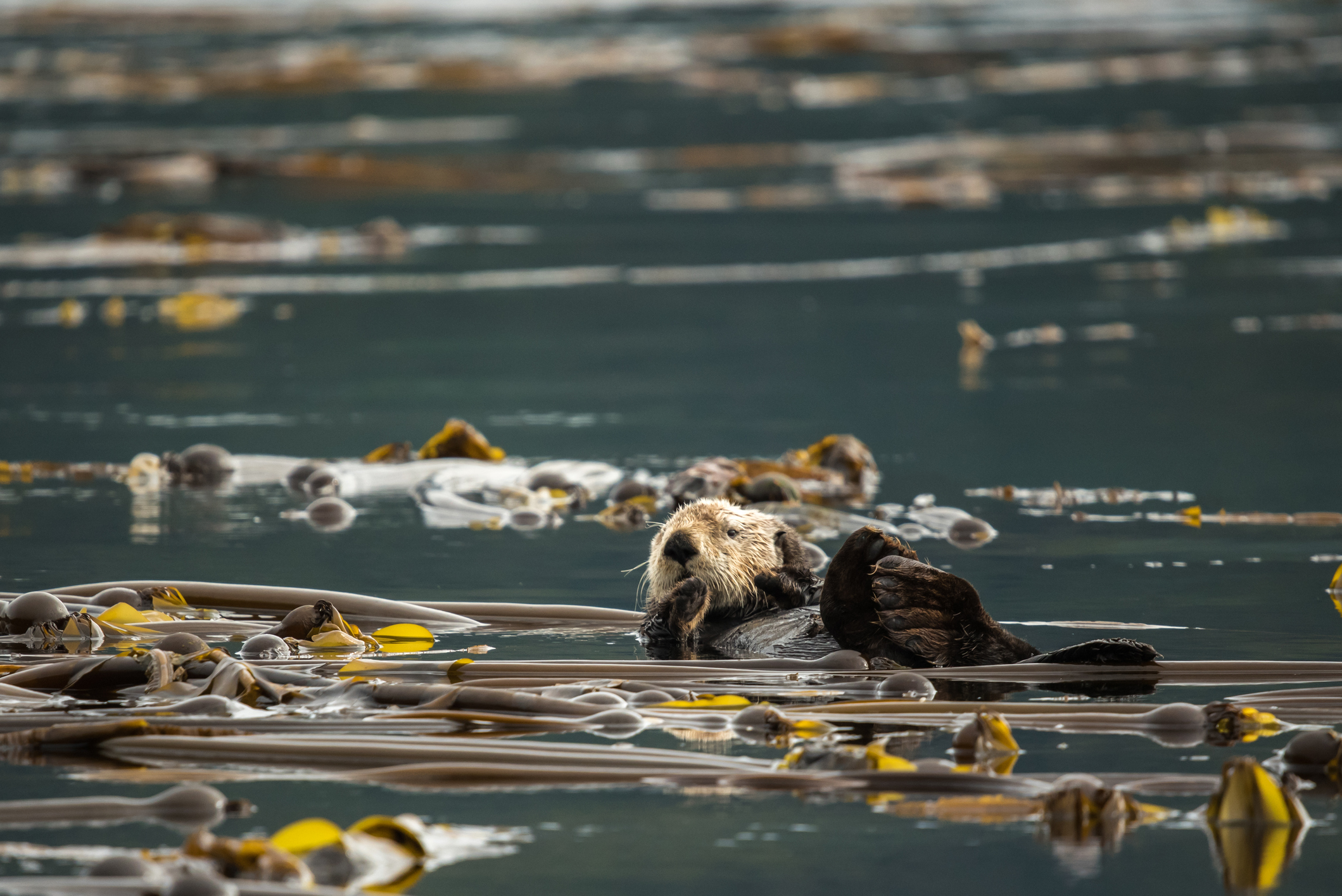A sea otter floats at the ocean surface amid kelp.