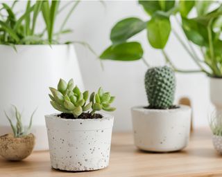 Close up of botanical interior air plants, cacti and succulents