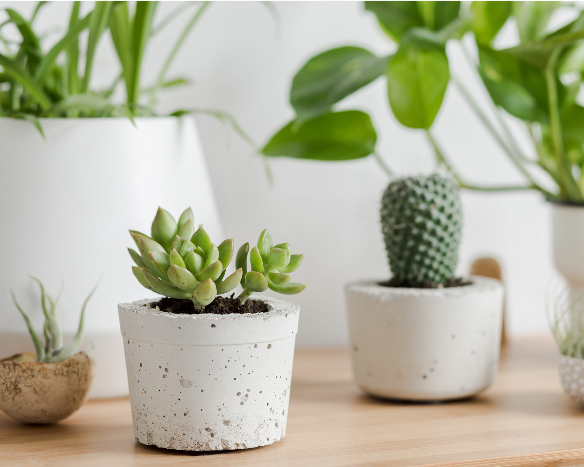 How to propagate succulents | Real Homes