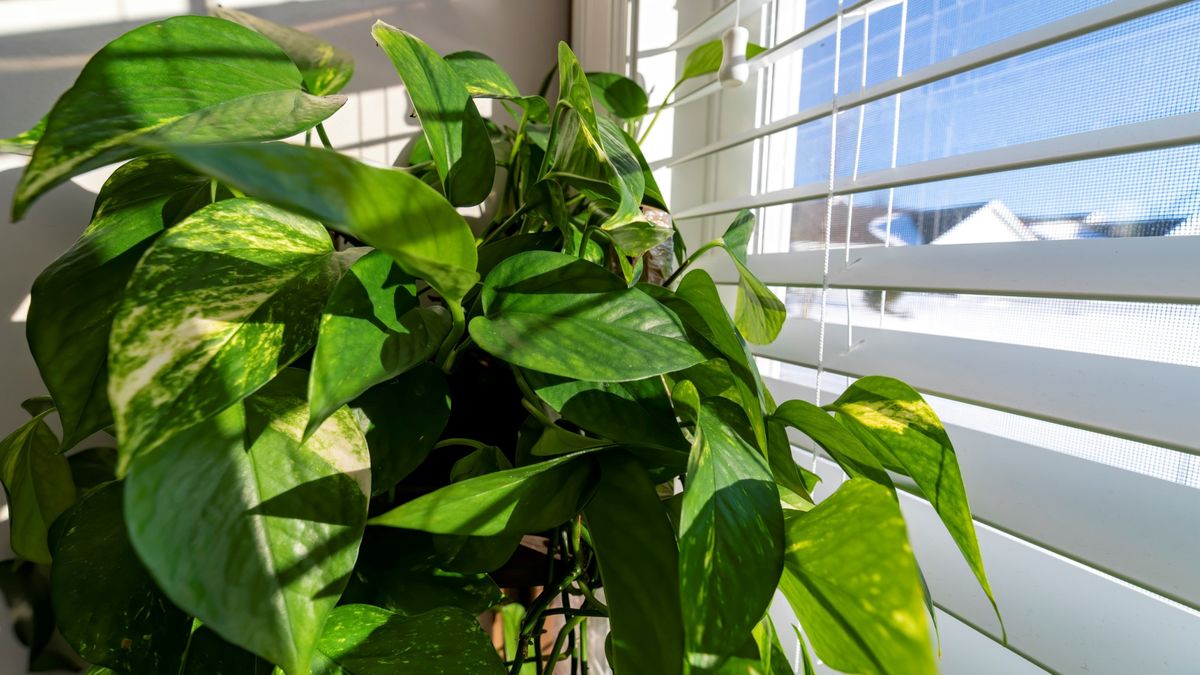Why is my golden pothos turning yellow? Gardeningetc