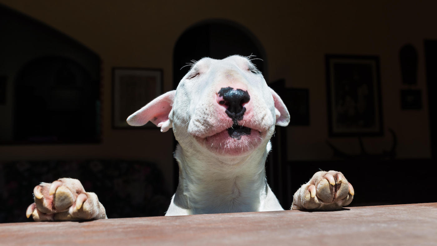 English Bull Terrier sunbathing