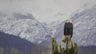 America The Beautiful on Disney Plus full of wonderful landscapes and nature such as this bald eagle.