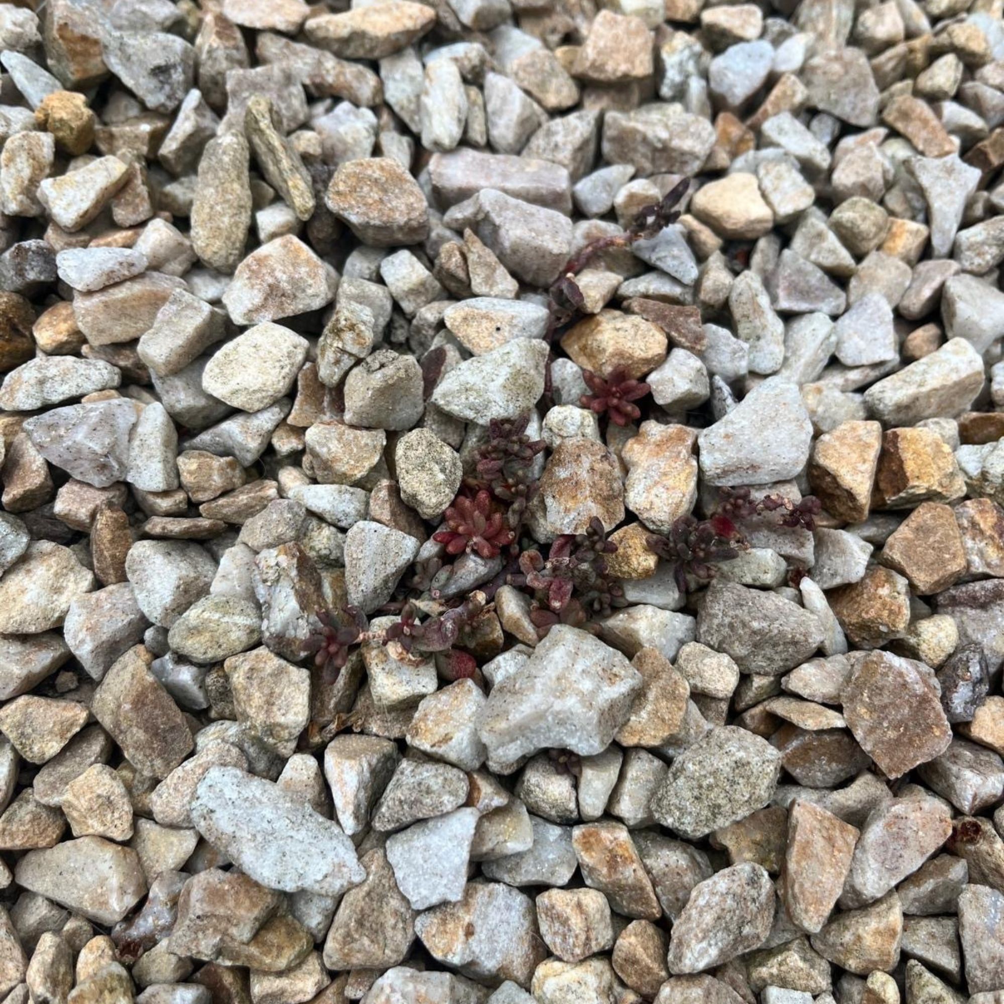 White stonecrop (Sedum album) growing in garden gravel area
