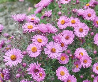 New York aster in bloom