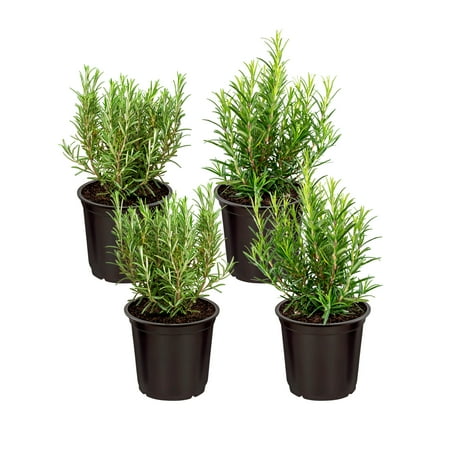 Live Aromatic and Edible Herb - Rosemary (4 Per Pack), Naturally Improves Breathing and Air Quality, 8" Tall by 3" Wide in 1 Pint Pot