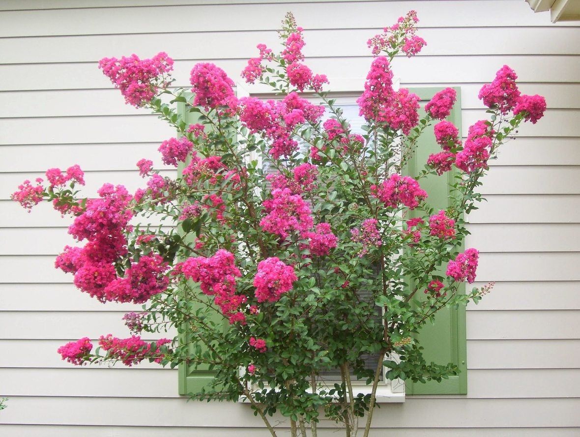 Pink Flowering Tree In Yard