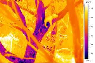 koala and tree in infrared