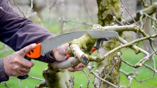 pruning an apple tree with a saw