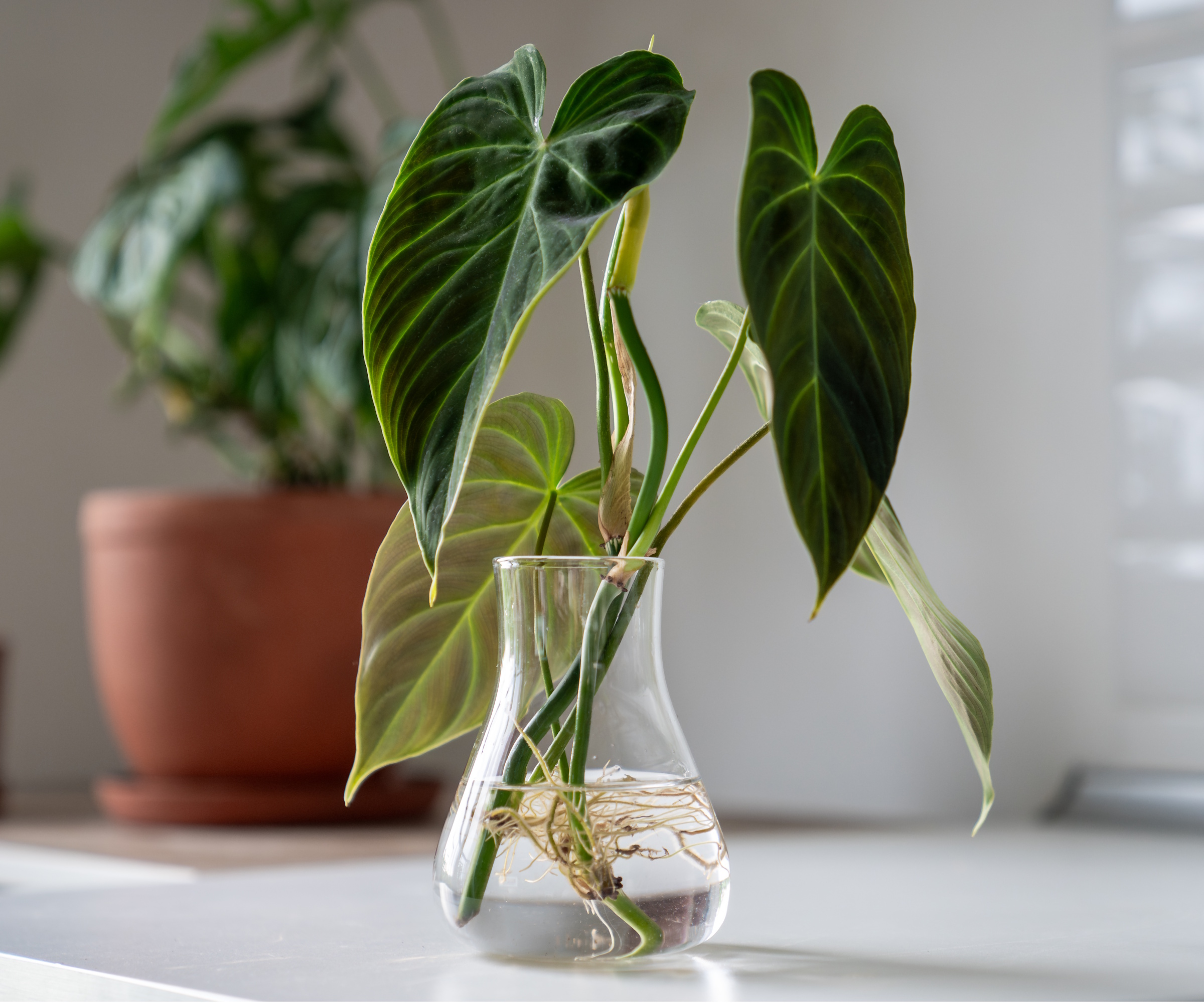 Alocasia cuttings in water