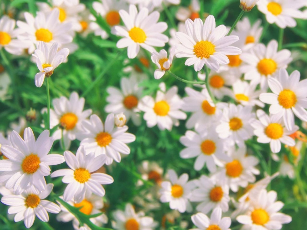 Chamomile Flowers