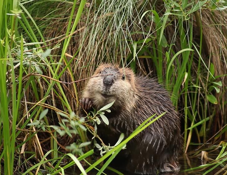 Beavers Are Helping Fight Climate Change, Satellite Data Shows 