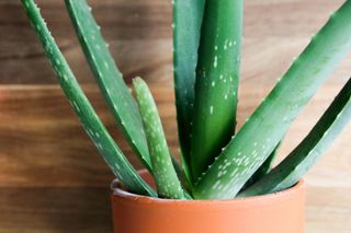 close up of an aloe vera plant in a terracotta pot