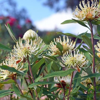 Australian flowers